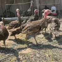 بوقلمون