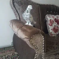 با سلام یک عدد کبوتر کاشان نر میز ککل بفروش میرسد