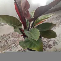 گل طبیعی|گل و گیاه طبیعی|کرج, اخگرآباد|دیوار