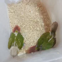 طوطی گرینچیک