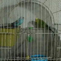 فروش مرغ عشق