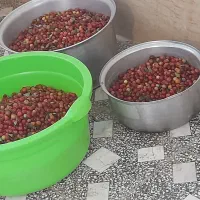 رب الوچه جنگلی