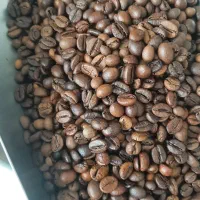 فروش قهوه با قیمت عمده