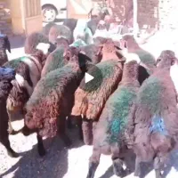 بره نر در هر وزن و تعداد دامداری میلاد نجبائی