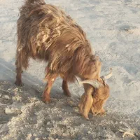 کهره نر