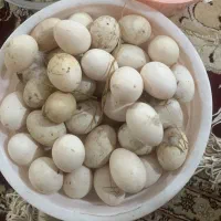 تخم اردک اسرائیلی اصل