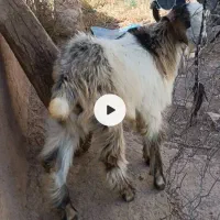 بز نر