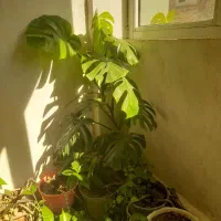 قلم های گل برگ انجیری