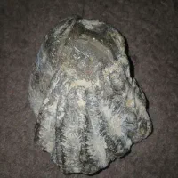 سنگ یا فسیل