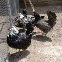 مرغ گلین (قیمت مناسب)
