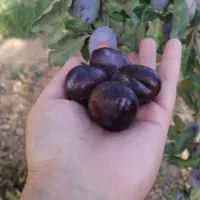 آلو نیشابوری