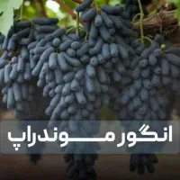 پخش تمامی نهالهـای باکیفیت و درجه یک