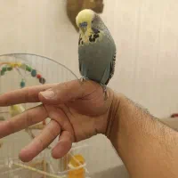 مرغ عشق انگلیسی و ساده