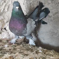 جفتگاه