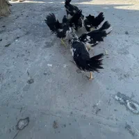 مرغ و جوجه فروشی