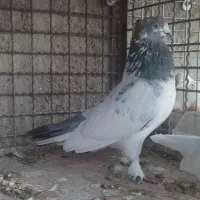 کفتر