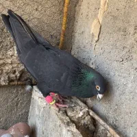 کبوتر