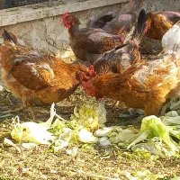 مرغ  تخمگذار  / خروس گلپایگانی