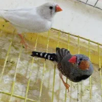 یک جفت فنچ