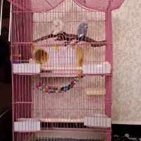 طوطی برزیلی مولد به شرط ججه