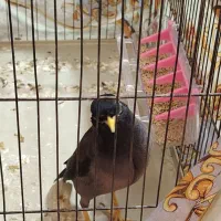 مرغ مینا سخنگو