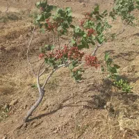 باغ-پسته