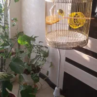 جفت مرغ عشق با قفس پایه دار