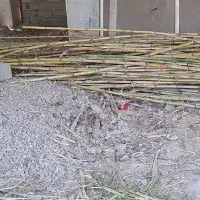 نی و بامبو 5 متری