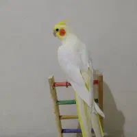 عروس.هلندی