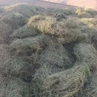فروش یونجه