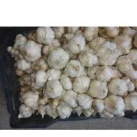 سیر