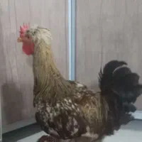 فروش خروس جوان