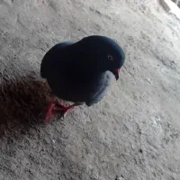 کفتر