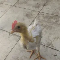 دو تا جوجه خروس