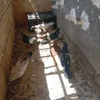 ۷تا کفتر صید ۱تومن