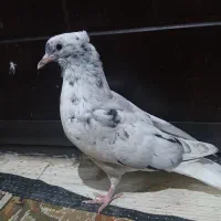 جوجه الماسی دم سفید