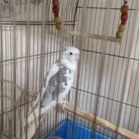 عروس هلندی نر