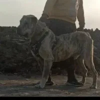 واگذاری توله افغان