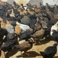 جوجه مرغ و خروس محلی اصل پا سیاه سه ماهه