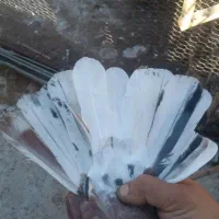 کفتر یا کبوتر سرور پرشی