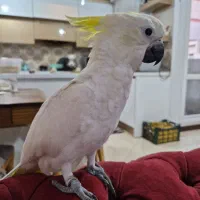 طوطی کاکادو تاج زرد سایز ۲