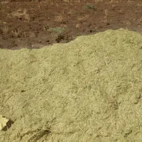 علف ( سوزه ) دانه ورد