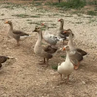 غاز و مرغ