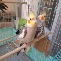 عروس هلندی نروماده جفت