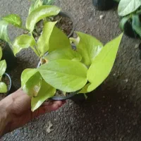 گل های طبیعی
