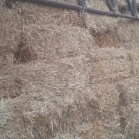 فروش پرس کاه گندم