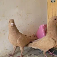 جفت زرد کرمونی