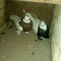 طوقی