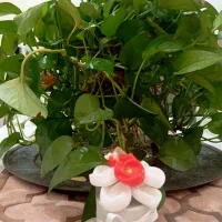 باکس گل تزیینی (شمع)