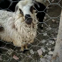 بره نر